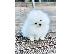 PoulaTo: Pomeranian spitz mini white