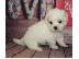 PoulaTo: Maltese puppies