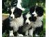 PoulaTo: BORDER COLLIE