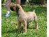 PoulaTo: Boerboel (Μαστίφ Νότιας Αφρικής) κουτάβια