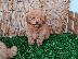 PoulaTo: Poodle apricot mini - Κανίς βερυκοκί μίνι