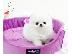 PoulaTo: Το Healthy Home έθεσε τα κουτάβια Pomeranian διαθέσιμα