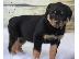 PoulaTo: Γλυκό και παιχνιδιάρικο Rottweiler για υιοθεσία