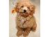 PoulaTo: Maltipoo