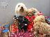 PoulaTo: Maltipoo Pups έτοιμα τώρα