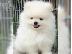 PoulaTo: Πολύτιμα κουτάβια Pomeranian