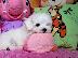 PoulaTo: Δύο Awesome T-Cup Pomeranian Puppies