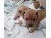 PoulaTo: Patterdale Terrier Pups