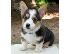 PoulaTo: Welsh Corgi (Pembroke) Puppies for Sale