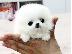 PoulaTo: Σπιτς μινι / pomeranian mini