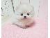 PoulaTo: Mini Pomeranian