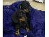 PoulaTo: Όμορφα κουτάβια Dachshunds