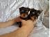 PoulaTo: Γιορκσάιρ Mini / yorkshire terrier