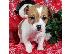 PoulaTo: Υπέροχα υγιή κουτάβια Jack Russell