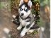 PoulaTo: Κουτάβια Husky