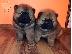 PoulaTo: CHOW CHOW