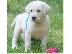 PoulaTo: Αρχικά εκπαιδευμένα κουτάβια Labrador Retriever