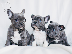 PoulaTo: French bulldog Blue