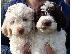 PoulaTo: Lagotto Romagnolo - Λαγκότο Ρομανιόλο