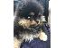 PoulaTo: Pomeranian toy