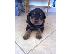 PoulaTo: Πωλούνται καθαρόαιμα rottweiler