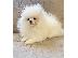 PoulaTo: Pomeranian Spitz κουτάβια