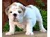PoulaTo: englishbull κουτάβια για € 300