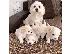 PoulaTo: Maltese mini