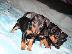 PoulaTo: Pinscher toy
