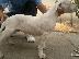 PoulaTo: DOGO ARGENTINO