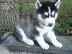 PoulaTo: Κουτάβια Husky