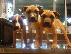 PoulaTo: Pit Bull