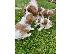 PoulaTo: υπέροχα κουτάβια King Charles Spaniel