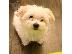 PoulaTo: MALTESE PUPPY IS NOW READY FOR ADOPTION