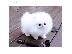 PoulaTo: όμορφα Pomeranian Puppies προς πώληση