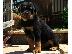 PoulaTo: Προσιτά κουτάβια Rottweiler