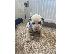 PoulaTo: Dalmatian Pups forsale