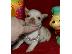 PoulaTo: CHIHUAHUA