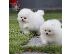 PoulaTo: Καταπληκτικά κουτάβια από Pomeranian!