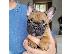 PoulaTo: French bulldog red
