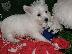 PoulaTo: Δυτικά Highland Terrier κουτάβια