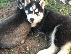 PoulaTo: Μπλε μάτια Σιβηρικό χάσκυ [ Siberian Husky]