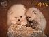PoulaTo: Pui de rasă Pomeranian Boo