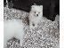 PoulaTo: Spitz mini white
