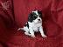PoulaTo: Ο βασιλιάς των Cavaliers Charles Puppies.