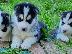 PoulaTo: Siberian husky puppy for sale