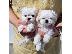 PoulaTo: Μάλτας mini / maltese mini