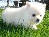 PoulaTo: Pomeranian κουτάβια Διαθέσιμο