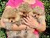 PoulaTo: Pomeranian κουτάβια BOO καθαρόαιμα