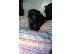 PoulaTo: CANE CORSO ITALIKO MASTIF